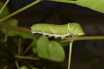 Close-up of insect on leaf