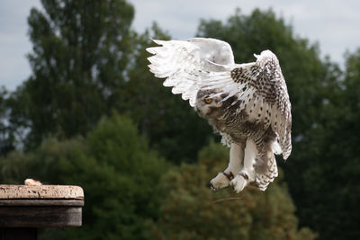 White bird flying