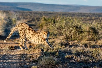 Cheetah on safari