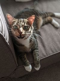 Close-up portrait of tabby kitten