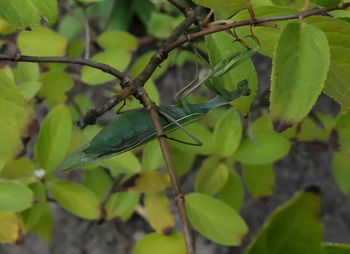 Close-up of fruit growing on tree