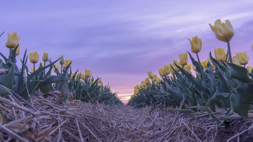 Close-up of purple flowering plants on field against sky