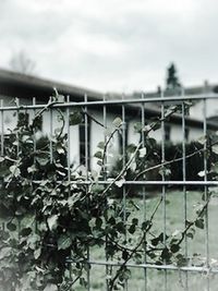 Close-up of plants against cloudy sky