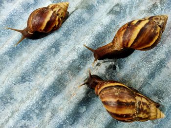 High angle view of snail