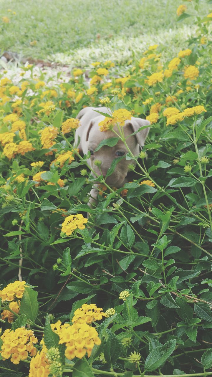 flower, yellow, field, animal themes, growth, grass, plant, nature, beauty in nature, freshness, high angle view, fragility, green color, one animal, animals in the wild, day, outdoors, wildlife, petal, blooming