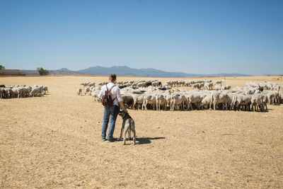 Herd of woolly sheep with tags and young shepherd with dog standing while grazing on dry grass of hilly terrain on sunny day