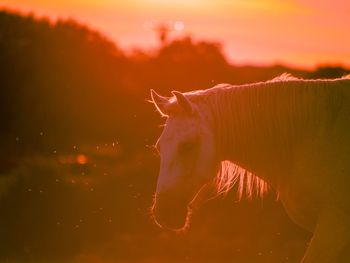 Horse standing on field during sunset