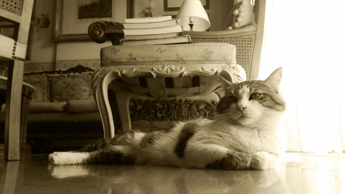 Cat resting on tiled floor