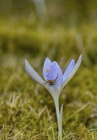 Close-up of crocus against grass