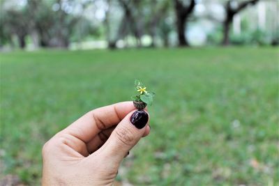 Cropped hand holding insect on plant