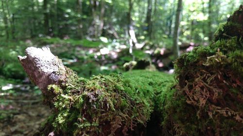 Close-up of mushroom growing on tree trunk