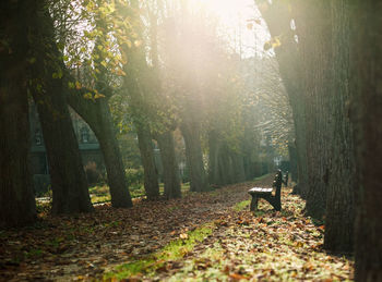 Trees in park during autumn