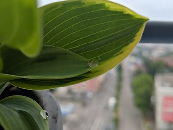 Close-up of raindrops on leaf