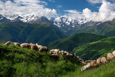 Sheep graze in the mountains. scenic view of landscape and mountains against sky.