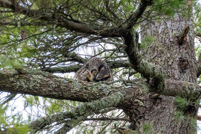 Great horned owl