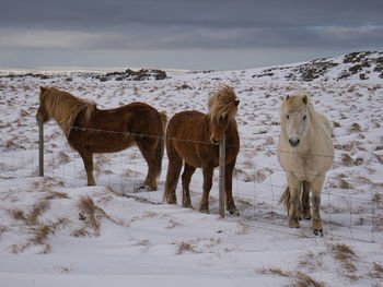 Horses on snow covered field