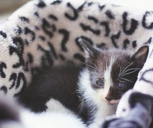 Close-up portrait of kitten