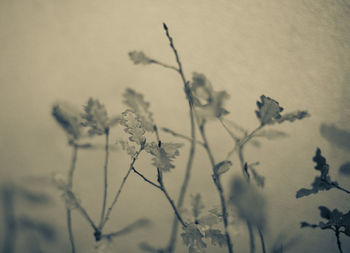 Close-up of flowering plant against sky