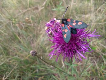 Close-up of butterfly on purple flower