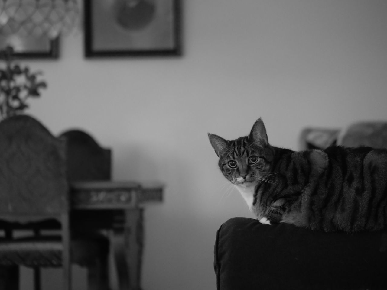 PORTRAIT OF CAT SITTING ON FLOOR AT HOME