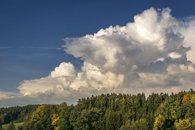 Scenic view of forest against sky