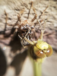 Close-up of insect on fruit