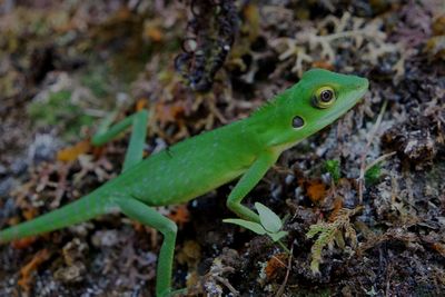 High angle view of a lizard on a land