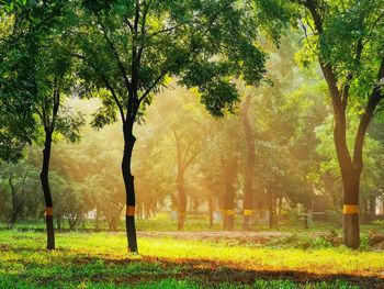 Trees in forest