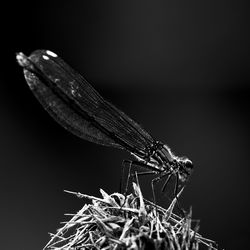 Close-up of plant