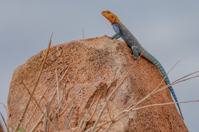 A lizard on a rock