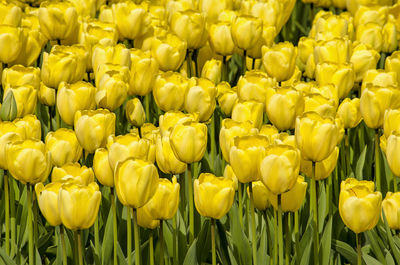 Close-up of yellow tulips