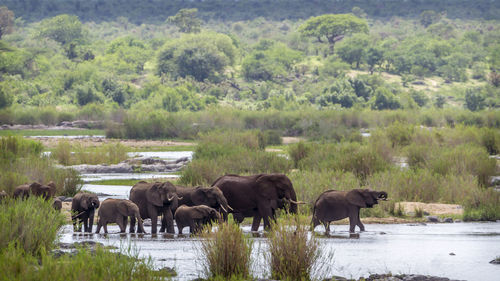 Elephants at national park