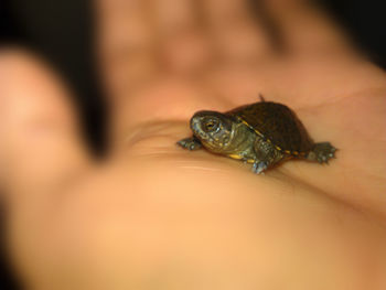 Close-up of small turtle on hand