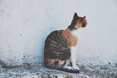 Side view of a cat on wall