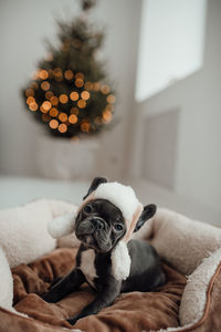 Close-up of dog sitting on bed at home