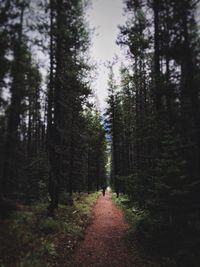 People walking on walkway in forest