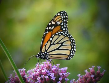 Close-up of butterfly pollinating on purple flower