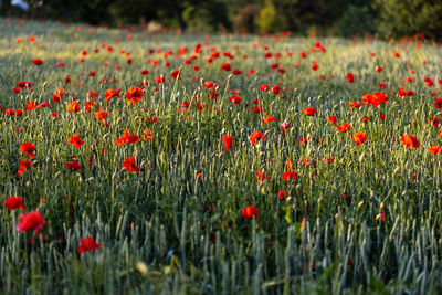 Beautiful red poppies at sunset. field with blooming poppies. green stems and red flowers.