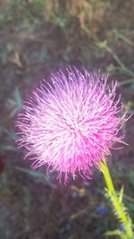 Close-up of purple flower blooming outdoors