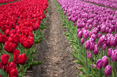 Path amidst red and pink tulips in garden