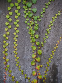 High angle view of ivy growing on footpath