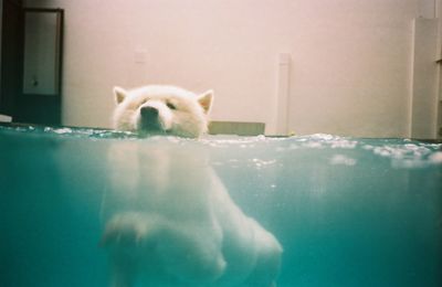 Portrait of cat in water