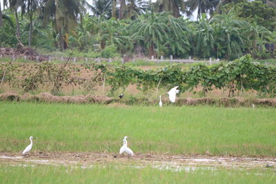 Birds perching on a field