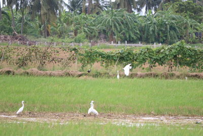 Birds perching on a field