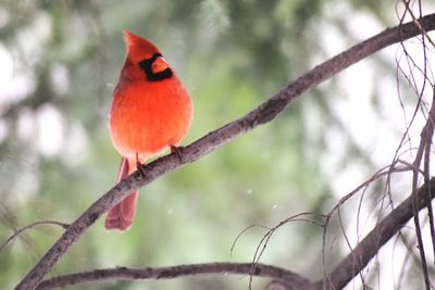 Close-up of bird perching on branch