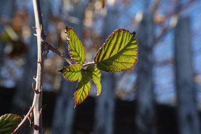 Close-up of green leaves on plant