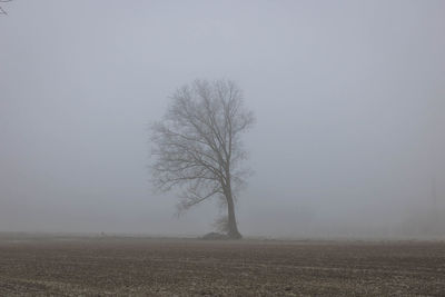 Bare tree on landscape against clear sky