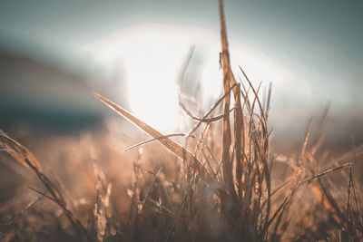 Close-up of stalks in field against sky