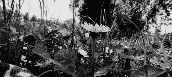 Close-up of flowering plants on field