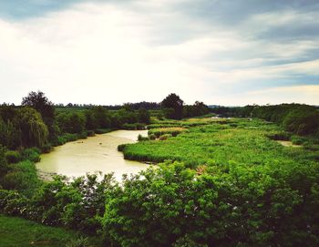 Scenic view of trees on field against sky